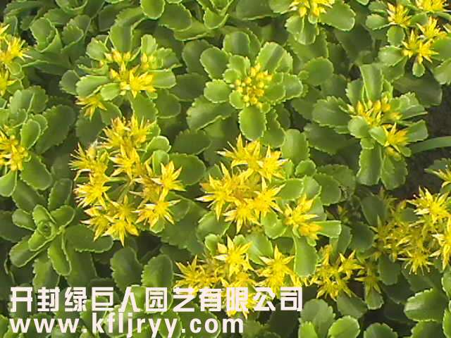 立體花壇常用植物--德國(guó)景天