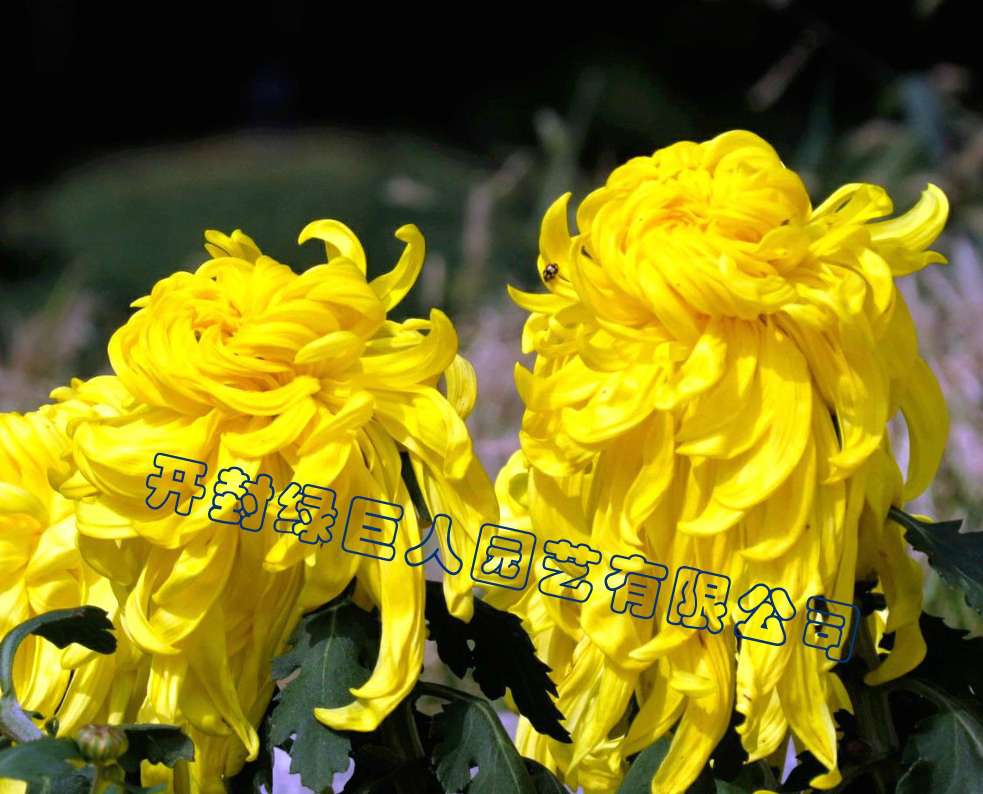 品種菊--國華大典