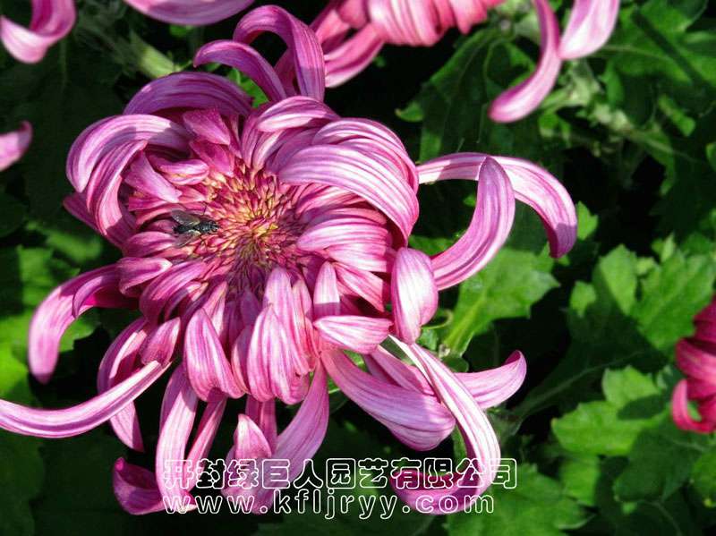 品種菊--國(guó)華方洲